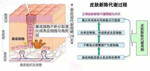 小心越搓越“老”！搓澡搓出来的“泥”越多，身体越干净？-第2张图片