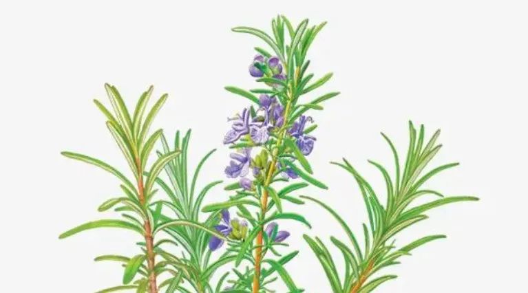 这四款精油排毒，清霾！西安精油按摩推荐-第8张图片