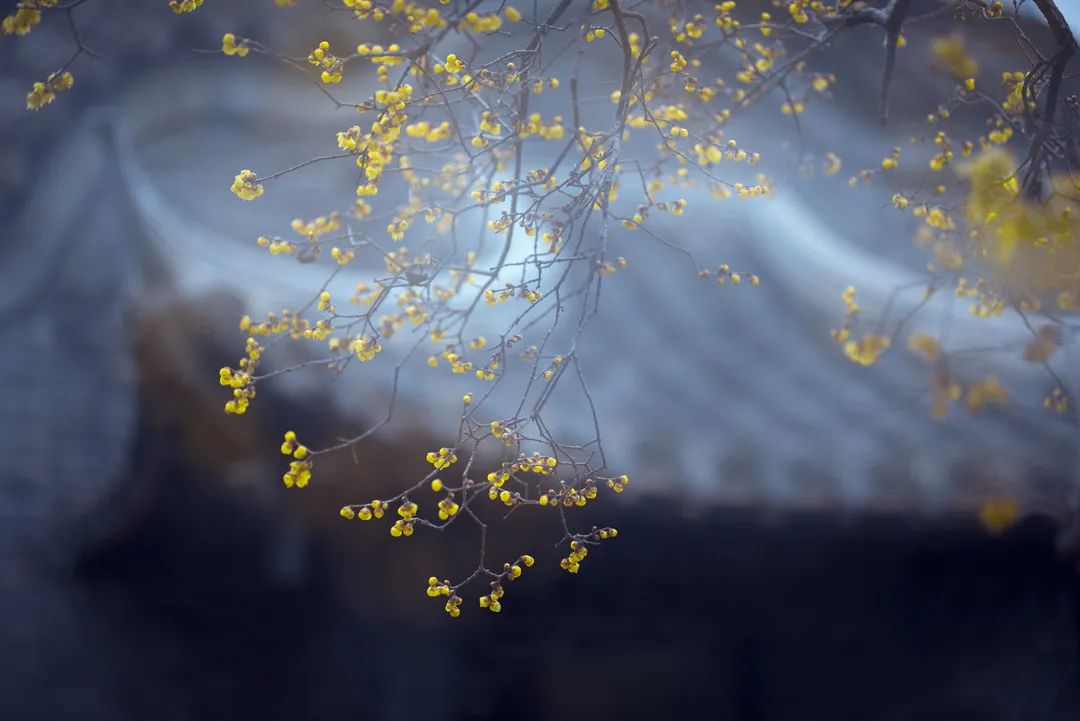 梅花、樱花、桃花..……赶紧约一波！西安早春赏花指南来了！-第1张图片