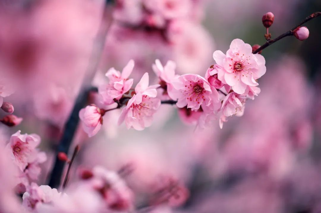 梅花、樱花、桃花..……赶紧约一波！西安早春赏花指南来了！-第2张图片
