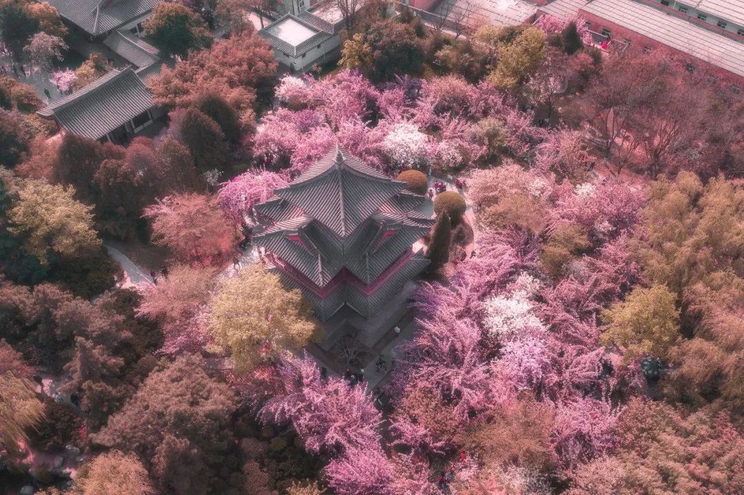 梅花、樱花、桃花..……赶紧约一波！西安早春赏花指南来了！-第3张图片