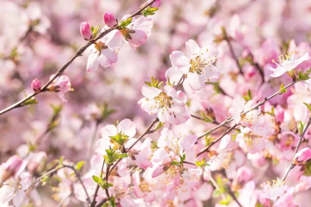 梅花、樱花、桃花..……赶紧约一波！西安早春赏花指南来了！-第4张图片