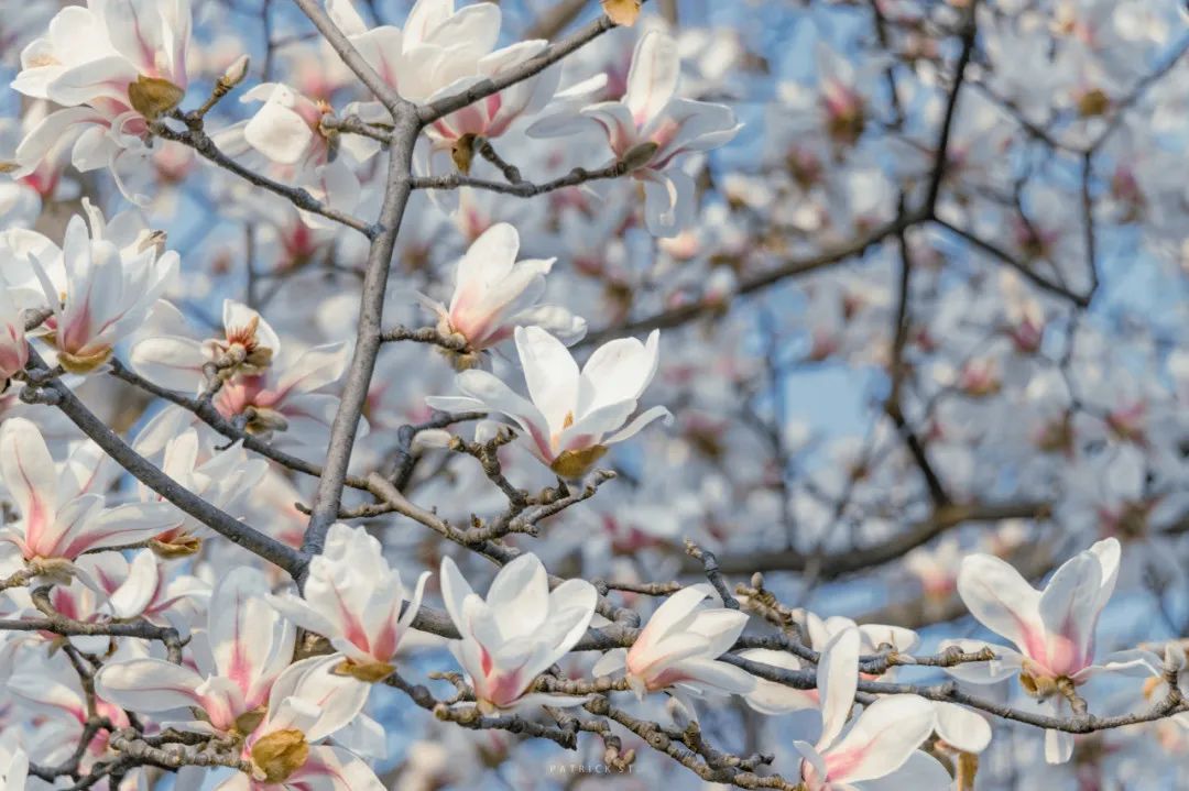 梅花、樱花、桃花..……赶紧约一波！西安早春赏花指南来了！-第5张图片
