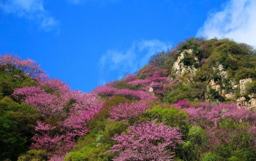 十条春季乡村精品旅游线路发布，西安市休闲娱乐推荐-第10张图片