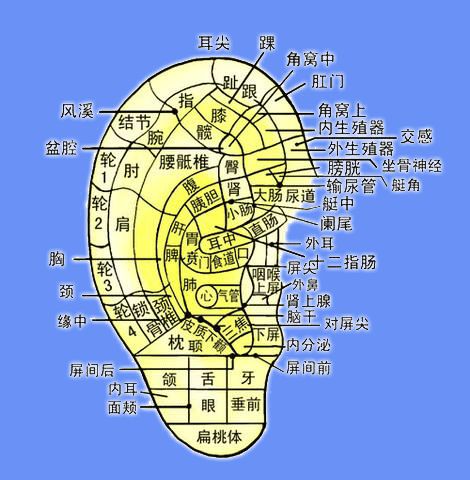 西安按摩馆:补肾延年,提高免疫力?每天一套耳部按摩操 第1张