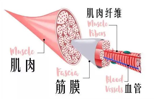 按摩小知识你真的知道吗？必须严防三大副作用陷阱！什么人不适合用筋膜枪按摩？西安按摩-第8张图片