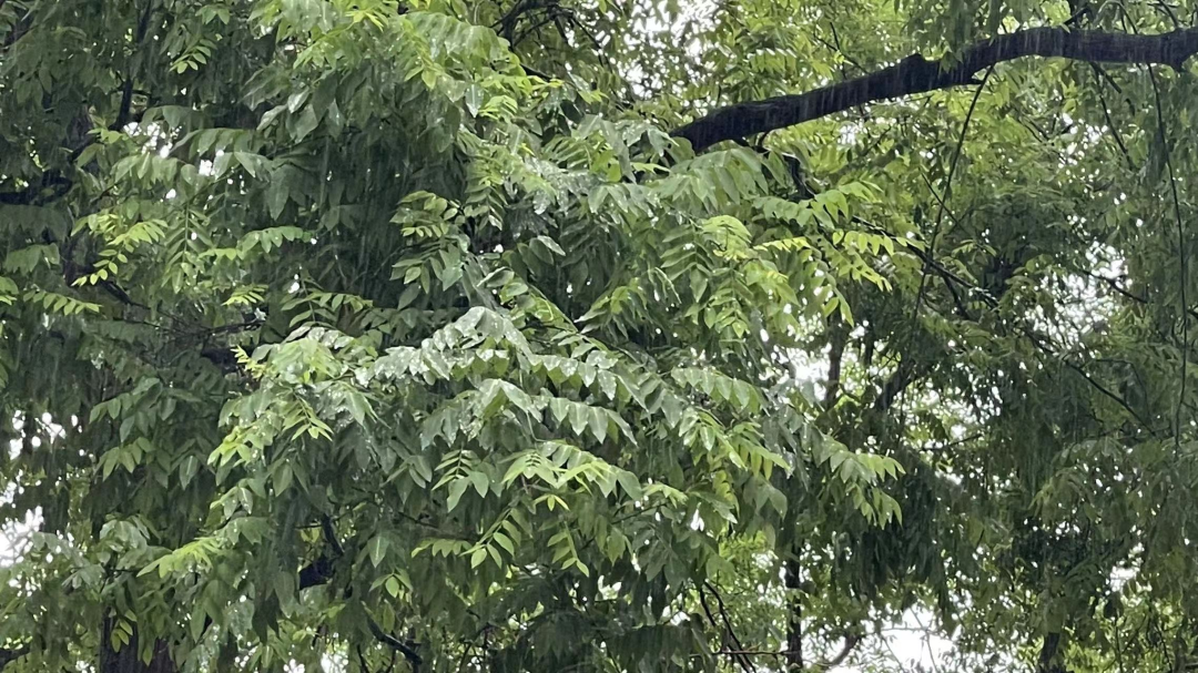 陕西局地降温12℃,陕西这里下雪了!大雨、暴雨!西安发布暴雨蓝色预警! 第8张