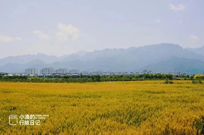 秦岭、乡村、麦浪！随手一拍都是大片西安初夏最治愈的风景！-第8张图片