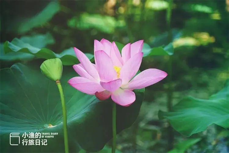 今成免费景区，西安人夏天都该来逛逛！600年前只有“贵族”能进，西安放松娱乐公园-第2张图片