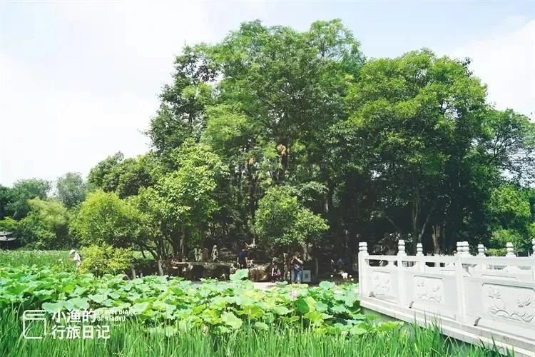 今成免费景区，西安人夏天都该来逛逛！600年前只有“贵族”能进，西安放松娱乐公园-第8张图片