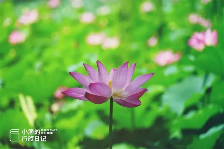 今成免费景区，西安人夏天都该来逛逛！600年前只有“贵族”能进，西安放松娱乐公园-第10张图片