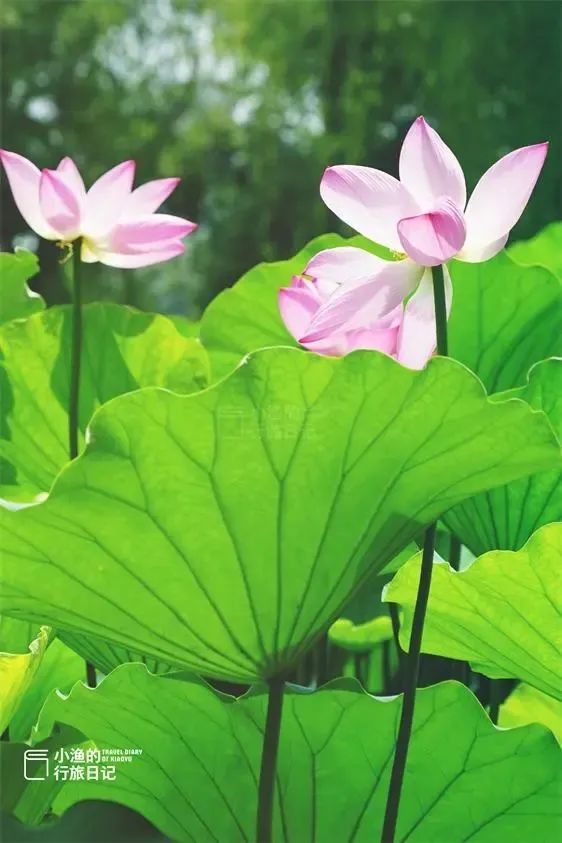 今成免费景区，西安人夏天都该来逛逛！600年前只有“贵族”能进，西安放松娱乐公园-第9张图片
