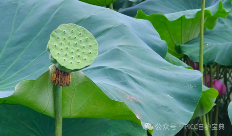 揭秘夏日洗浴新知识！PICC患者在夏天要如何安心洗澡？西安洗浴，知识分享-第1张图片