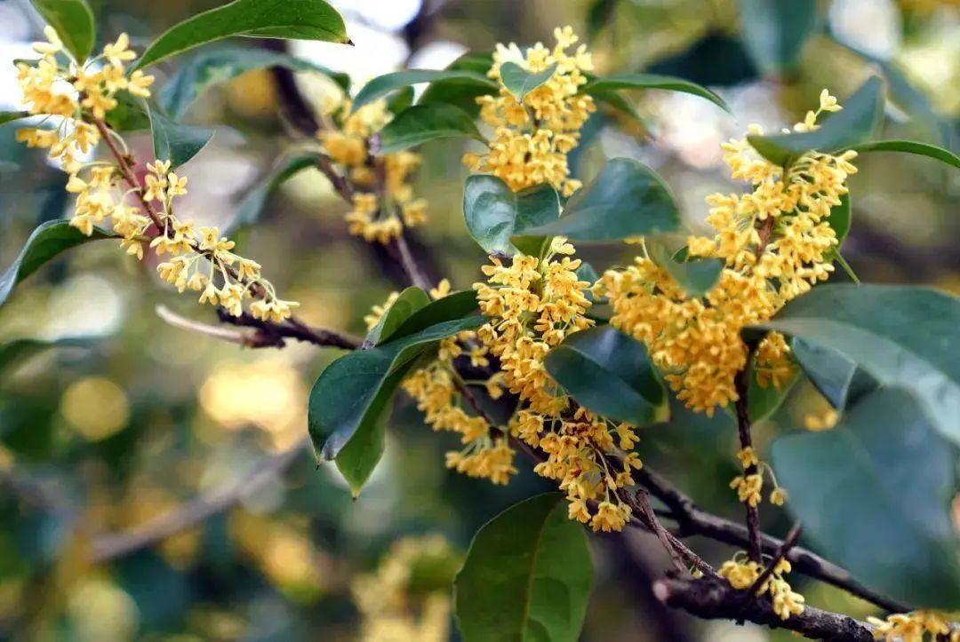 西安旅游风景，到底是什么情况？今秋西安为何桂花香“迟到了”？-第1张图片