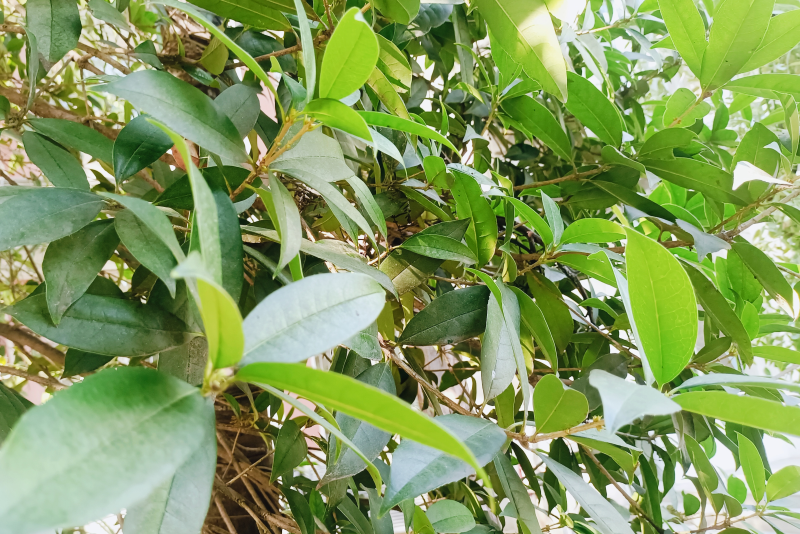 西安旅游风景，到底是什么情况？今秋西安为何桂花香“迟到了”？-第2张图片
