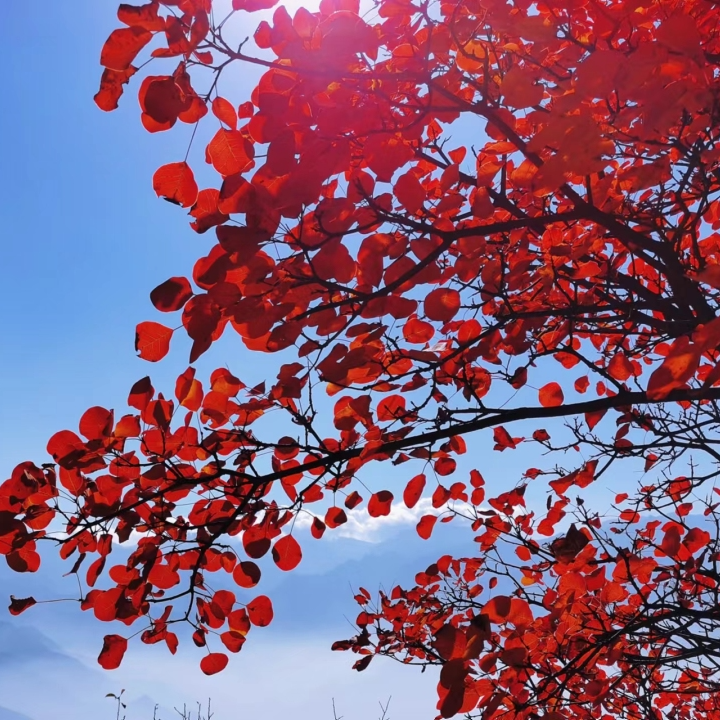 关键不要门票！！秋游赏红叶的天花板，圭峰山​离市区更近，西安周边娱乐旅游-第7张图片