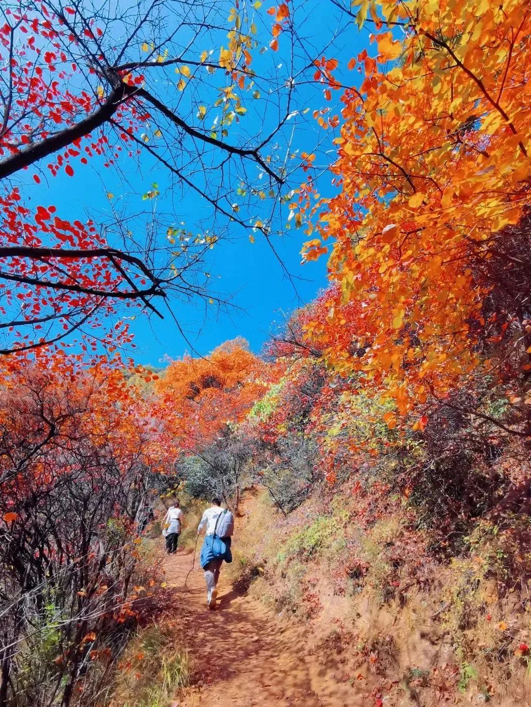 关键不要门票！！秋游赏红叶的天花板，圭峰山​离市区更近，西安周边娱乐旅游-第9张图片