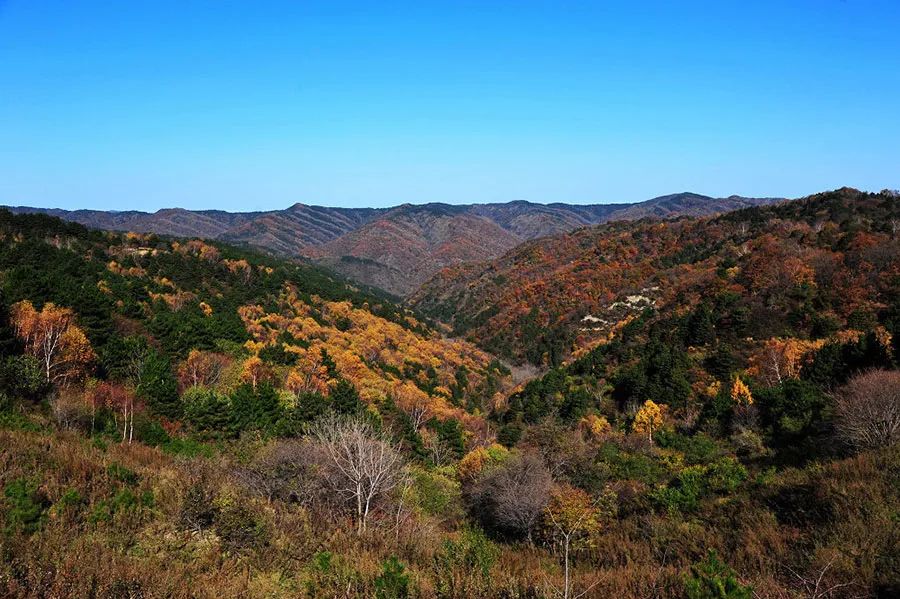 西安周边旅游放松：20处秋季银杏红叶最佳观赏地！  第6张