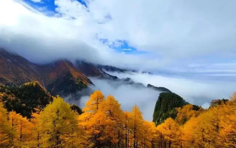西安周边旅游放松：20处秋季银杏红叶最佳观赏地！  第11张
