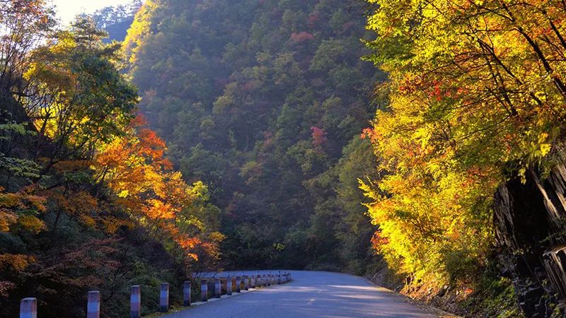 西安周边旅游放松：20处秋季银杏红叶最佳观赏地！  第16张