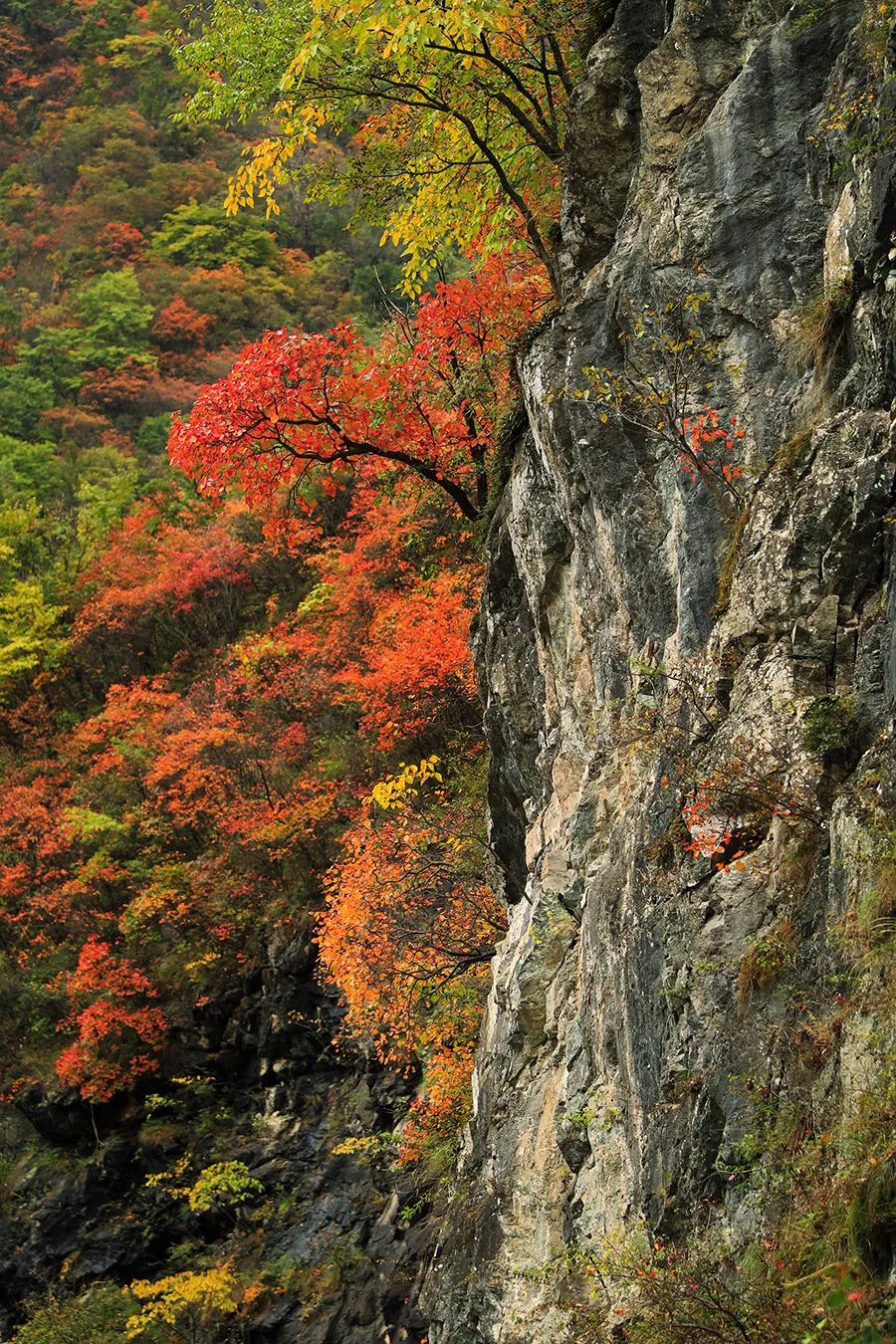 西安周边旅游放松：20处秋季银杏红叶最佳观赏地！  第17张