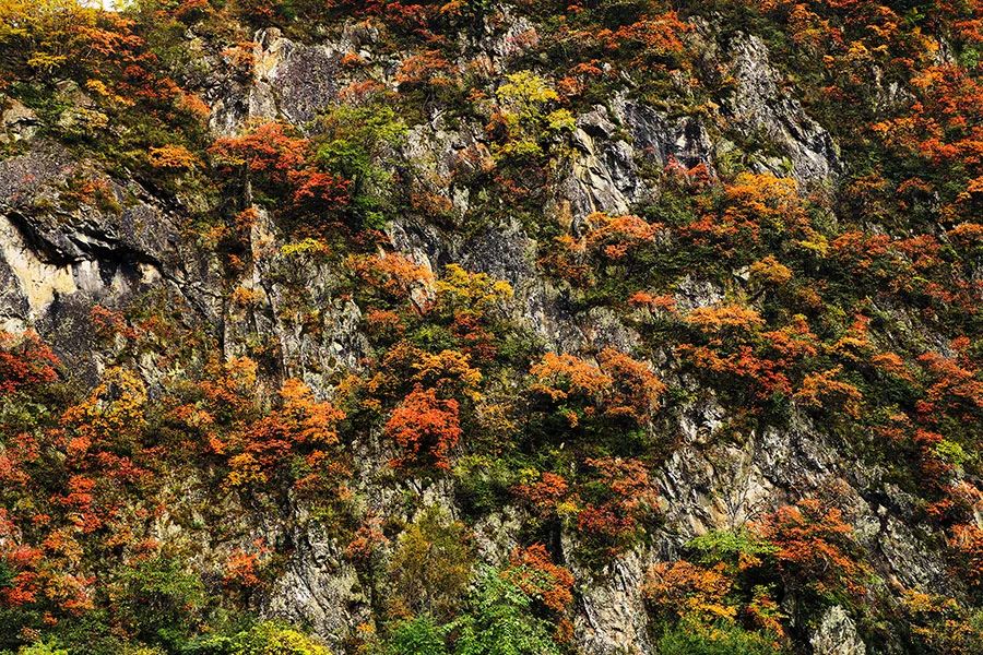 西安周边旅游放松：20处秋季银杏红叶最佳观赏地！  第18张