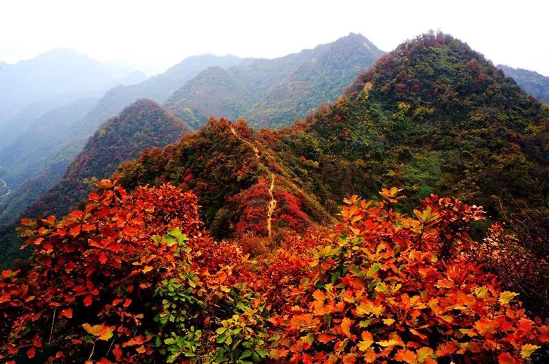 西安周边旅游放松：20处秋季银杏红叶最佳观赏地！  第25张