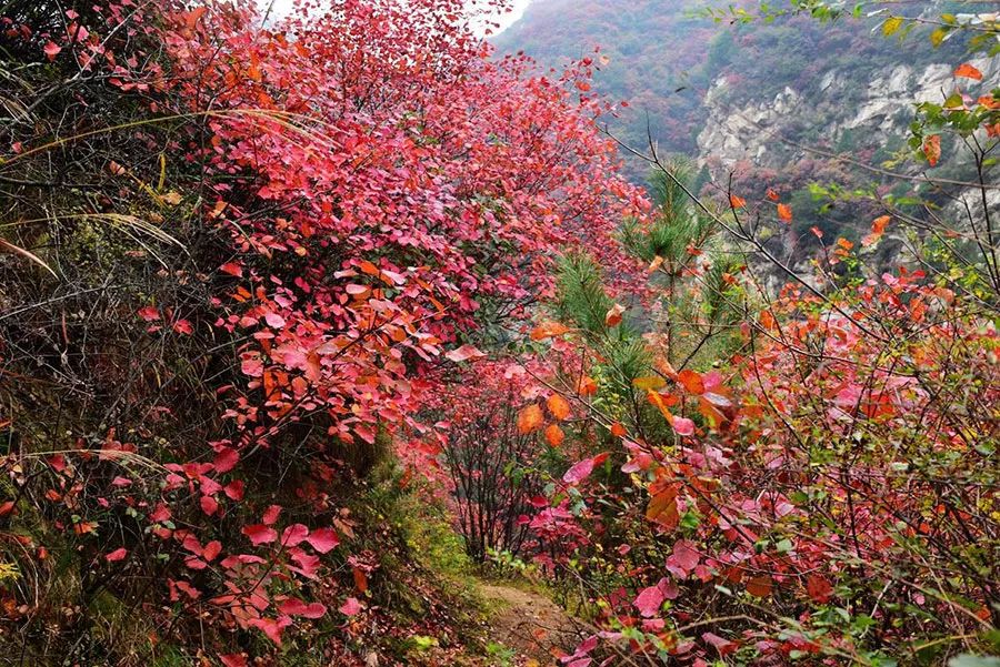西安周边旅游放松：20处秋季银杏红叶最佳观赏地！  第29张