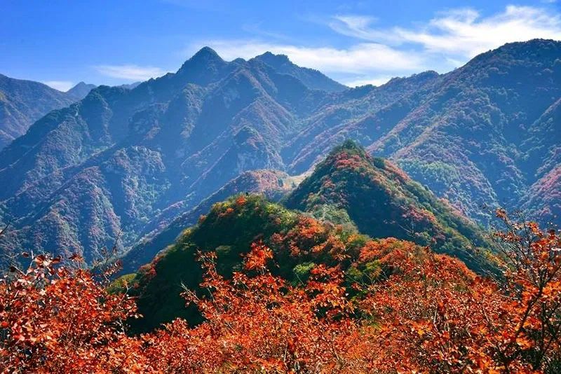 西安周边旅游放松：20处秋季银杏红叶最佳观赏地！  第31张
