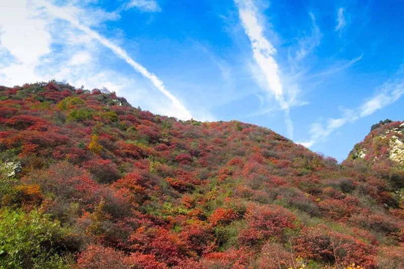 西安周边旅游放松：20处秋季银杏红叶最佳观赏地！  第30张