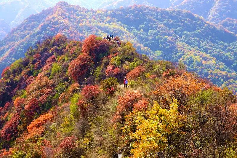 西安周边旅游放松：20处秋季银杏红叶最佳观赏地！  第32张