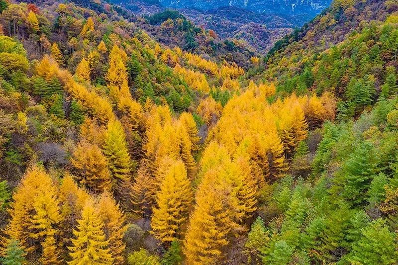 西安周边旅游放松：20处秋季银杏红叶最佳观赏地！  第40张
