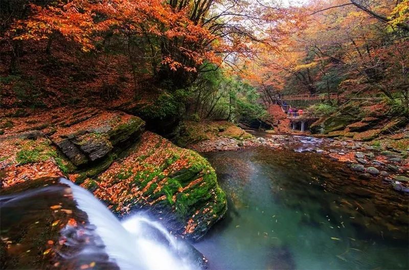 西安周边旅游放松：20处秋季银杏红叶最佳观赏地！  第41张