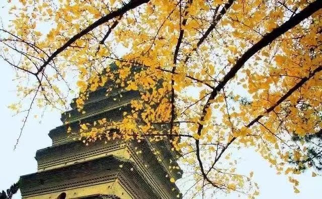 西安周边旅游放松:20处秋季银杏红叶最佳观赏地! 第52张