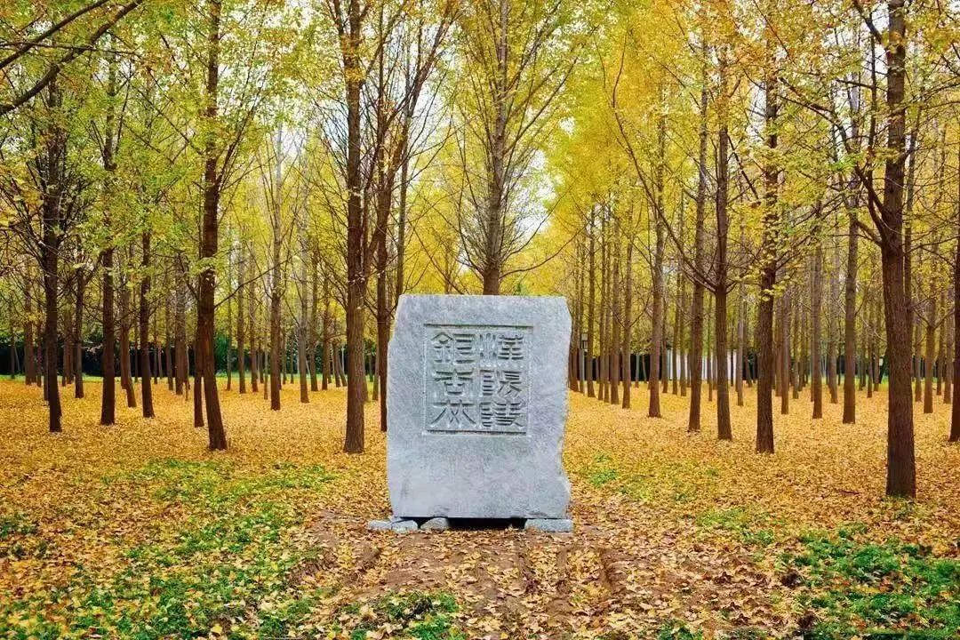 西安周边旅游放松:20处秋季银杏红叶最佳观赏地! 第53张