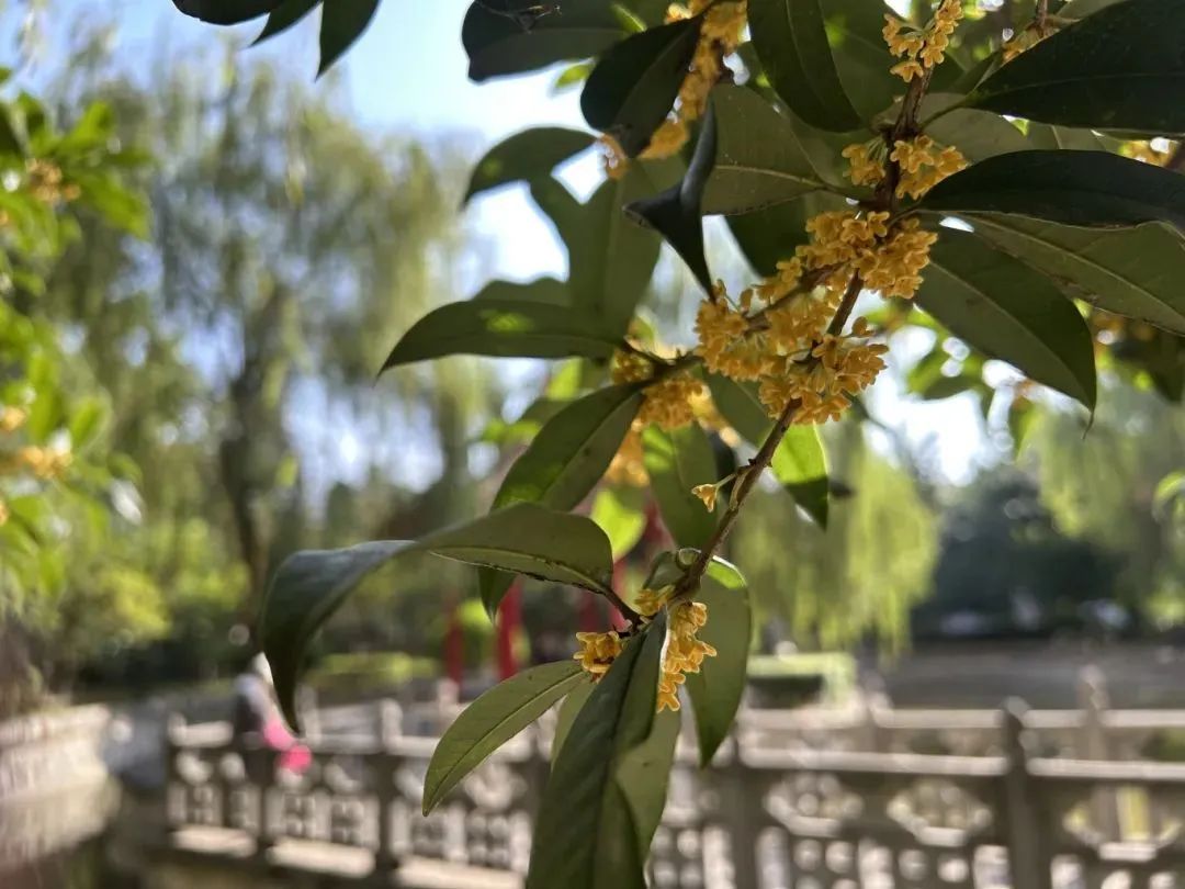 收好这份西安及周边旅游观赏桂地图→桂花终于“想开了”! 第1张