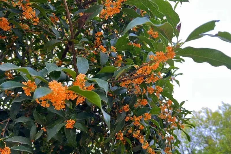 收好这份西安及周边旅游观赏桂地图→桂花终于“想开了”! 第2张