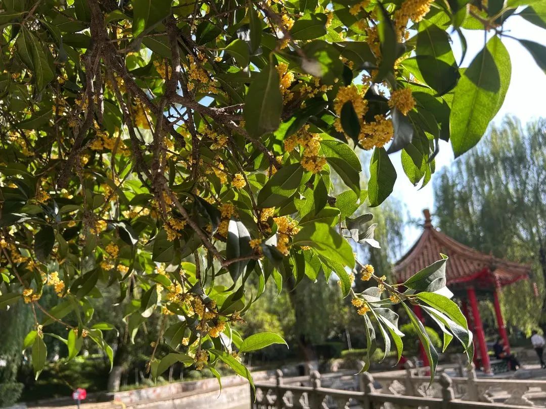 收好这份西安及周边旅游观赏桂地图→桂花终于“想开了”! 第6张