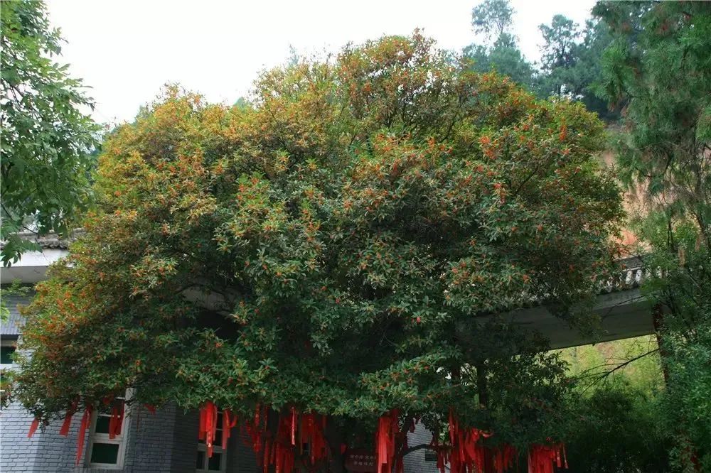 收好这份西安及周边旅游观赏桂地图→桂花终于“想开了”! 第9张