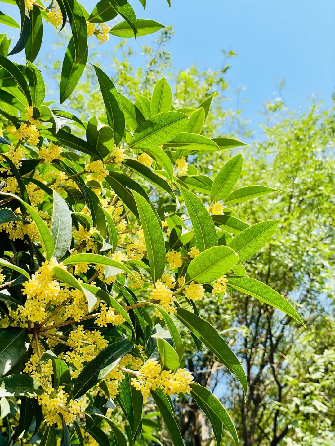 收好这份西安及周边旅游观赏桂地图→桂花终于“想开了”! 第17张