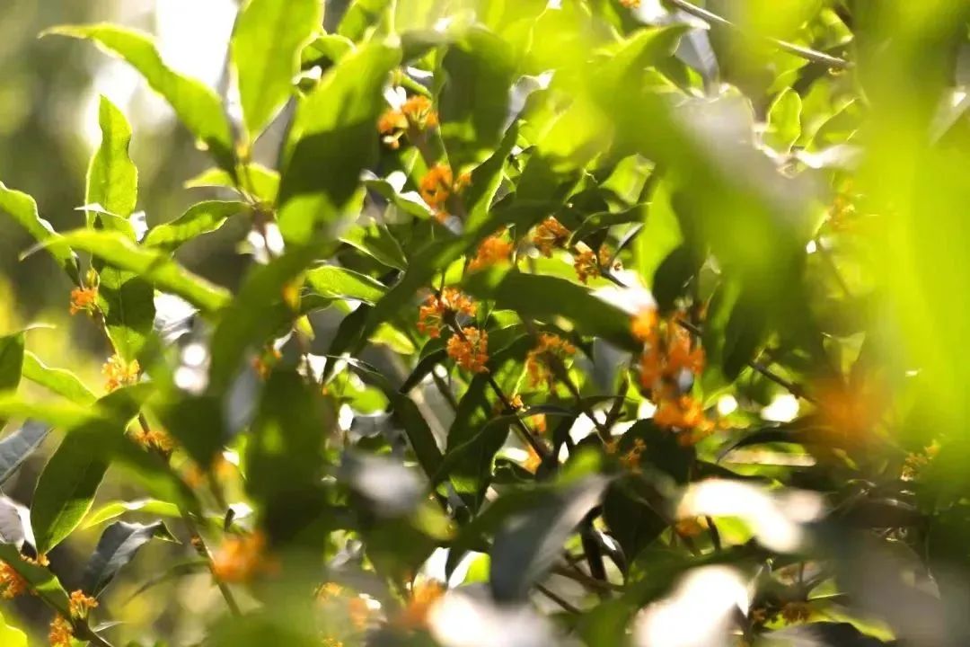 收好这份西安及周边旅游观赏桂地图→桂花终于“想开了”! 第18张