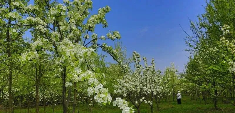西安周边4个3A级宝藏景区!西安旅游自驾游 第11张