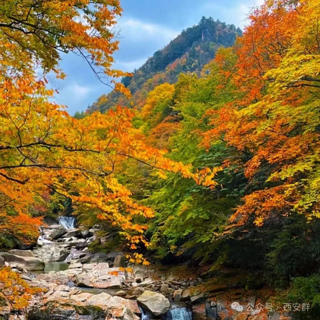 西安休闲旅游攻略:十个公车就能到的银杏林!