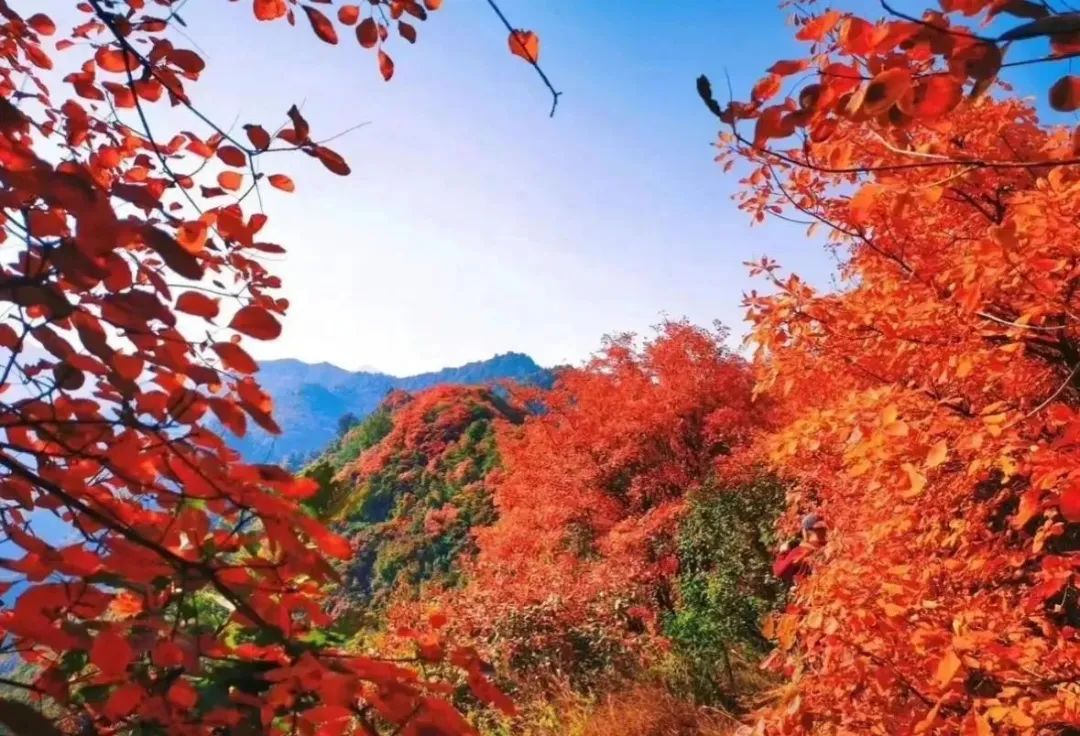 免费！！西安最美赏红叶景点走红，被称为“西安的香山”-第5张图片