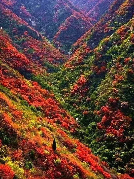 免费！！西安最美赏红叶景点走红，被称为“西安的香山”-第8张图片