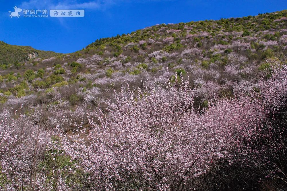 带上相机，穿上美丽的裙子，西安周边“赏花攻略”，春日私藏地-第1张图片