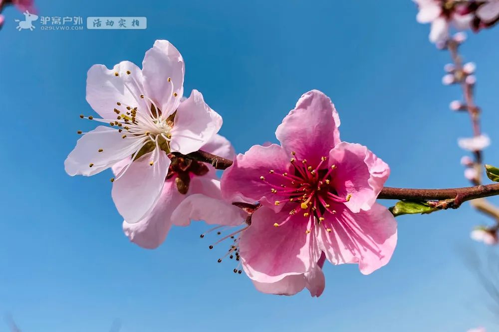 带上相机，穿上美丽的裙子，西安周边“赏花攻略”，春日私藏地-第4张图片