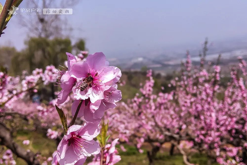 带上相机，穿上美丽的裙子，西安周边“赏花攻略”，春日私藏地-第5张图片