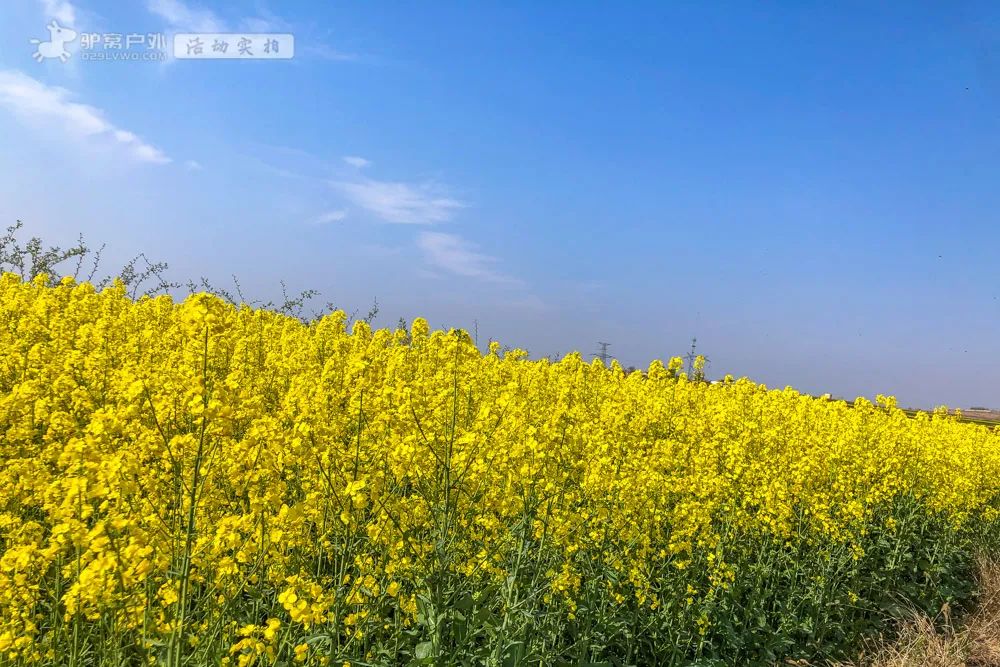 带上相机，穿上美丽的裙子，西安周边“赏花攻略”，春日私藏地-第7张图片
