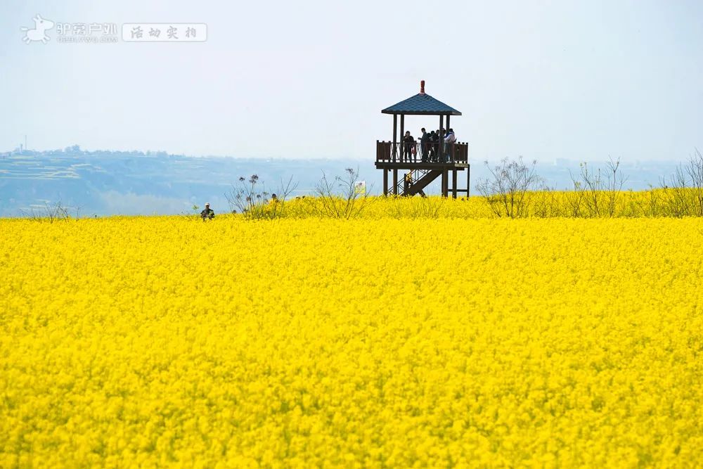 带上相机，穿上美丽的裙子，西安周边“赏花攻略”，春日私藏地-第9张图片
